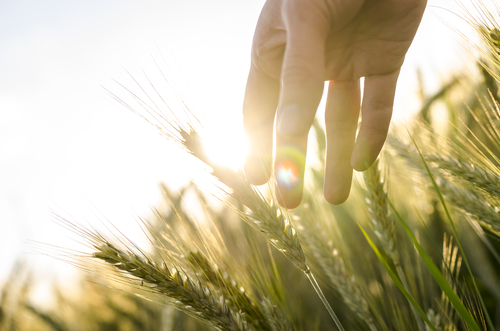 Contact AGRI-SEARCH to talk with our ag recruiting team.